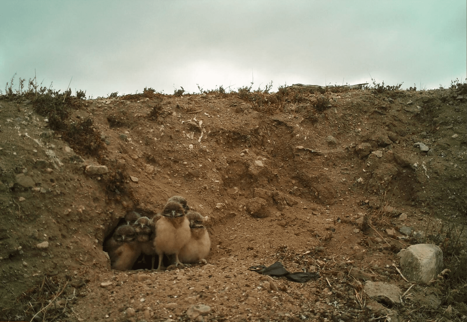 Group of owlets in underground burrow