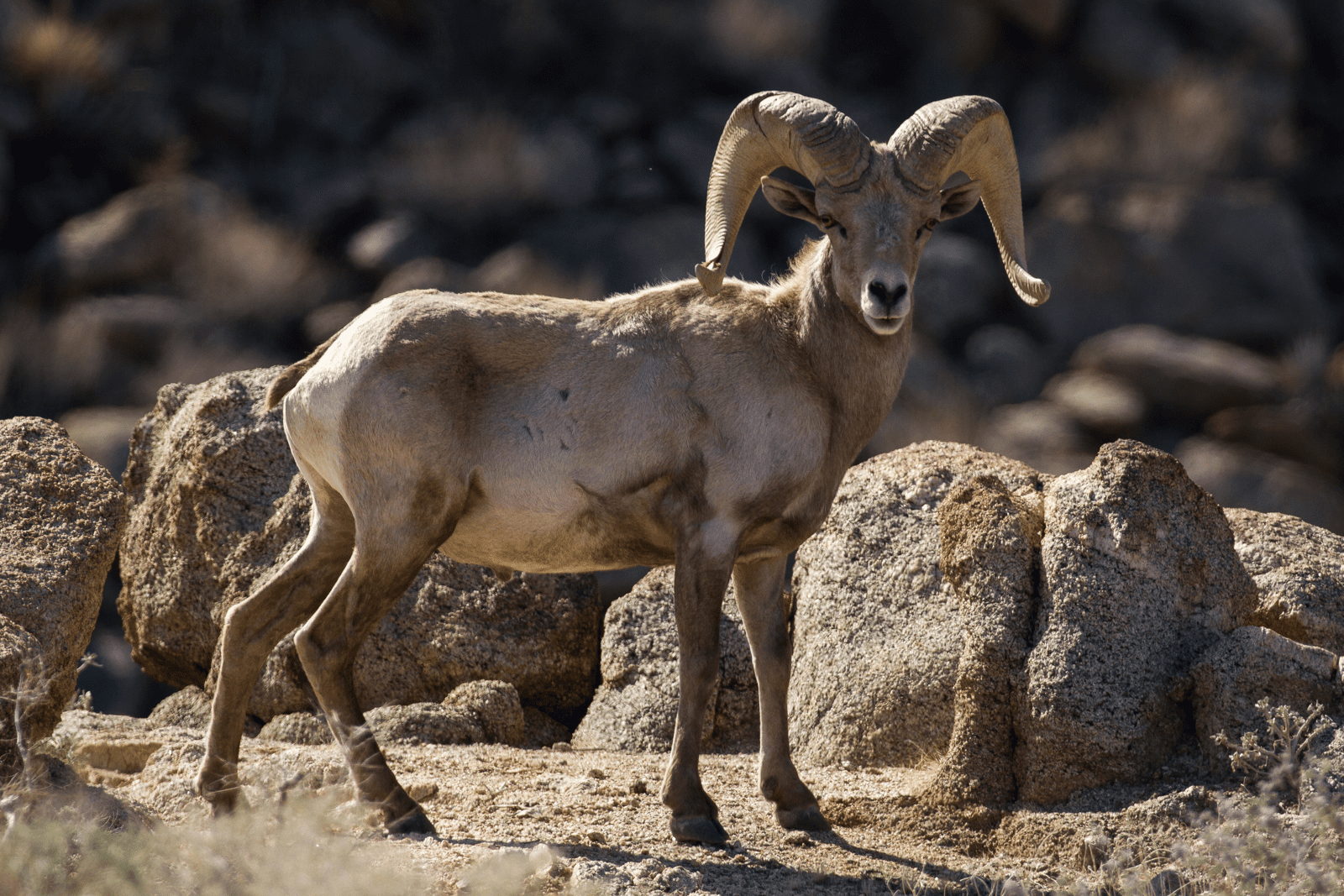 Wild bighorn sheep in natural habitat
