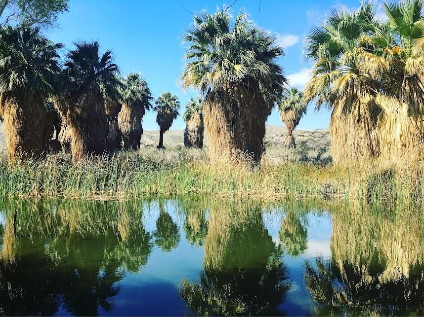 Palm trees reflecting in a tranquil pond