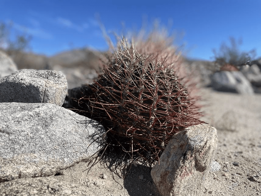 Dry landscape with cactus and stones