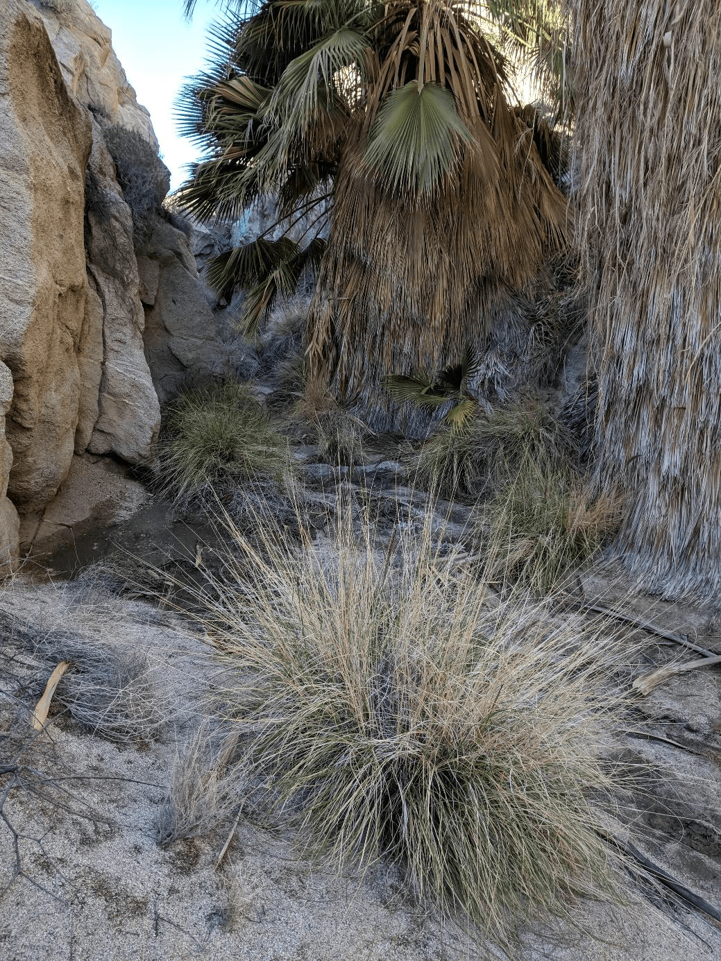 Rocky terrain with desert plants and shrubs