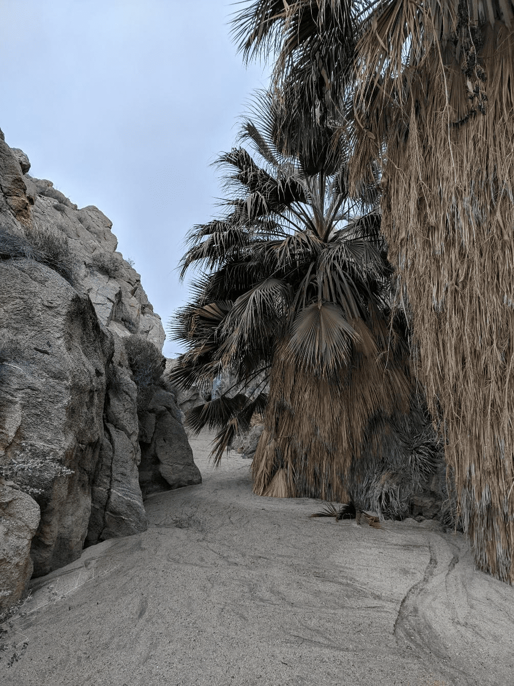 Desert pathway with palm trees