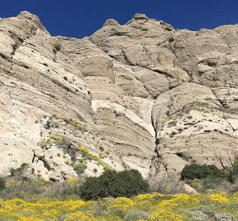 Yellow flowers beneath towering rock cliffs