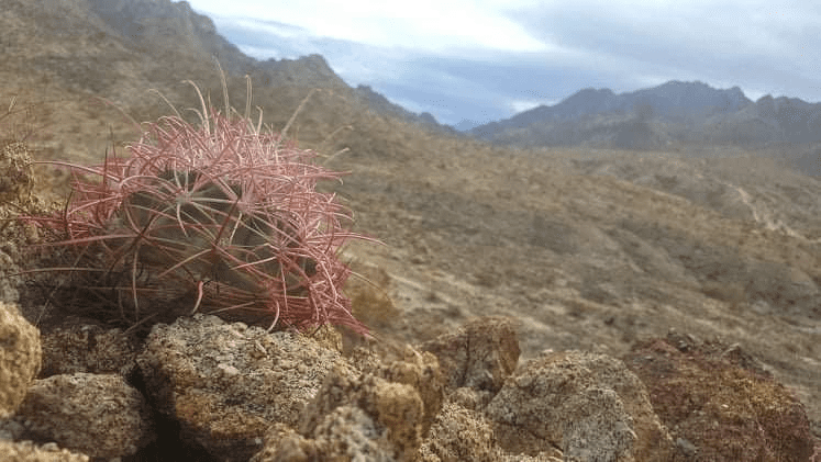 Mountain landscape with foreground cactus