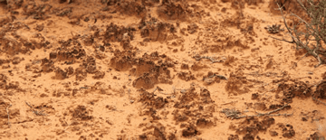 Dry, cracked desert soil surface
