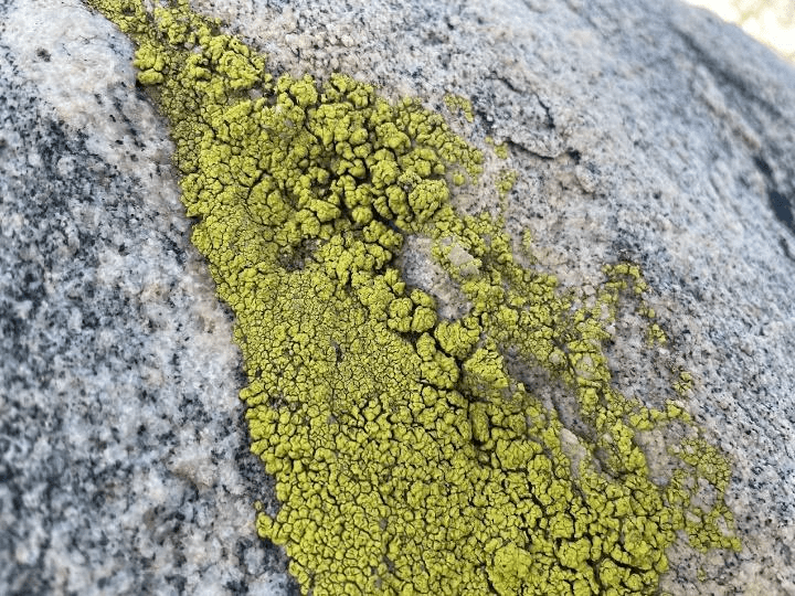 Close-up of mossy stone details